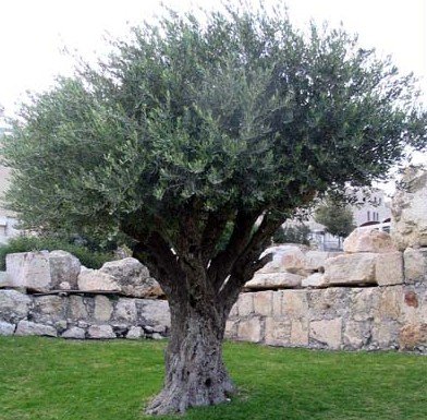 XI  The Olive Tree 